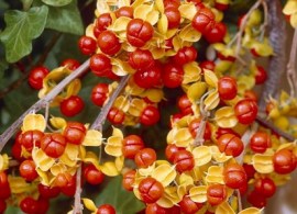 dławisz okrągłolistny (celastrus orbiculata)3